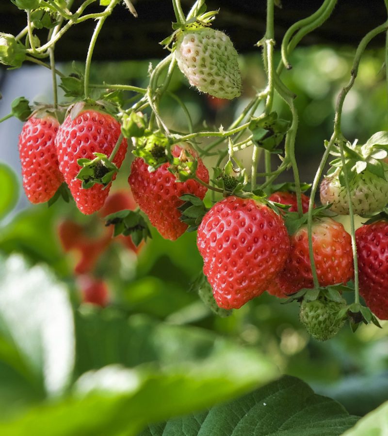 close-up-strawberries-hanging-greenhouse